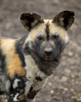 African Wild Dog