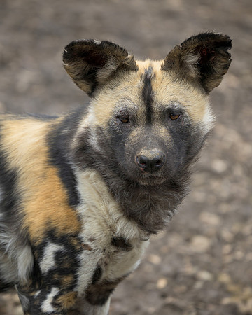 African Wild Dog