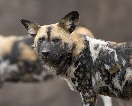 African Wild Dog