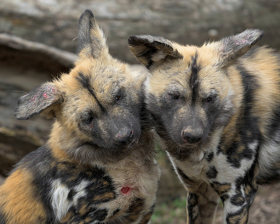 African Wild Dog