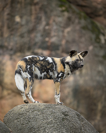 African Wild Dog