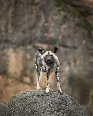 African Wild Dog