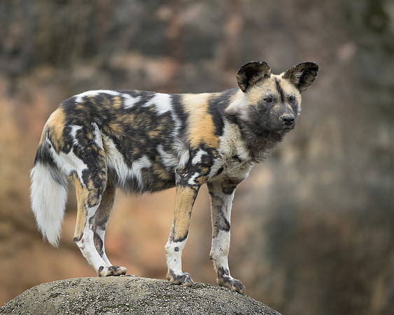 African Wild Dog