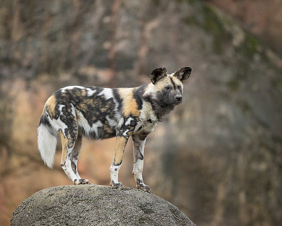 African Wild Dog