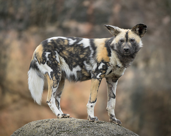 African Wild Dog