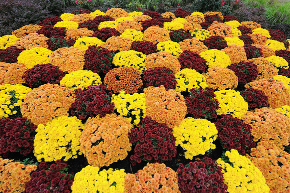 Mums galore