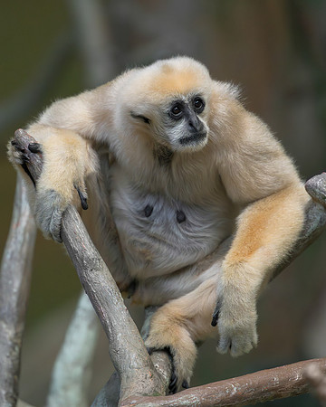 White-cheeked gibbon