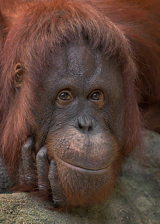 Orangutan