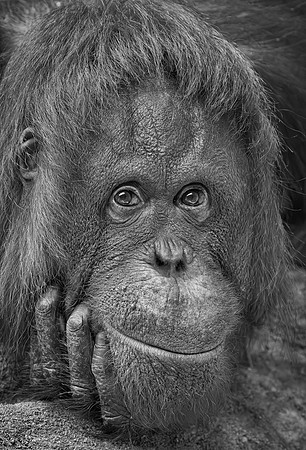 Orangutan