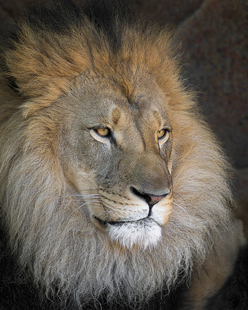 African Lion