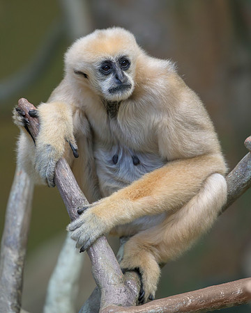 White-cheeked gibbon
