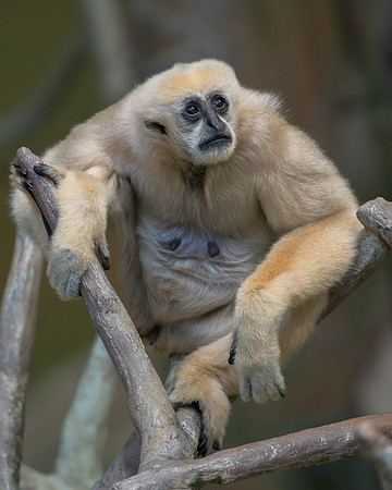 White-cheeked gibbon