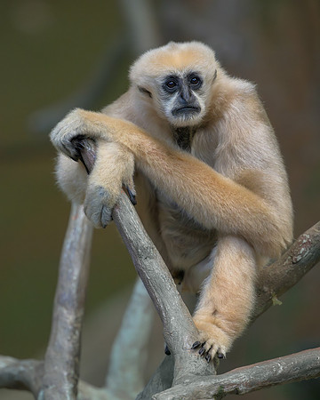 White-cheeked gibbon
