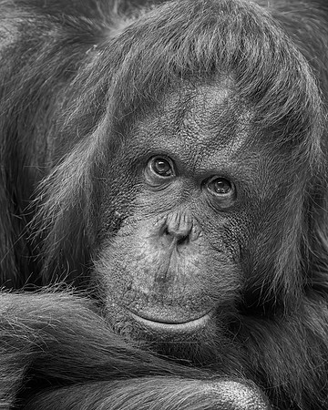 Orangutan