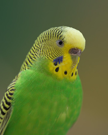 Parakeet