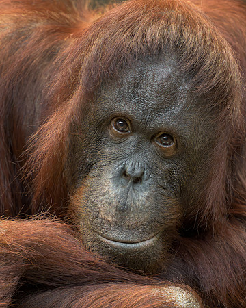 Orangutan