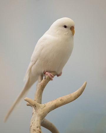 Parakeet