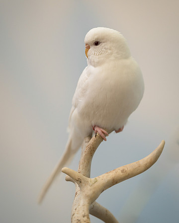 Parakeet