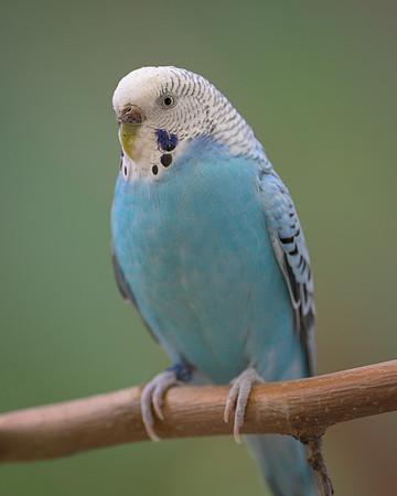 Parakeet