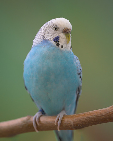 Parakeet