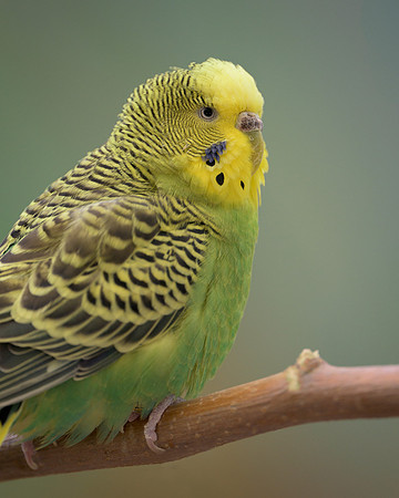 Parakeet