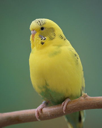 Parakeet