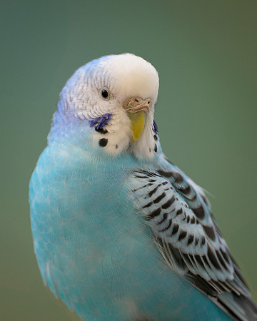 Parakeet