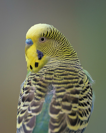 Parakeet