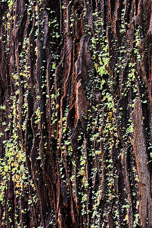 Redwood moss