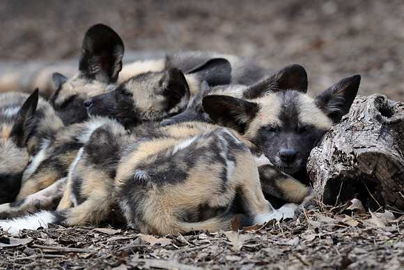 African wild dog pups