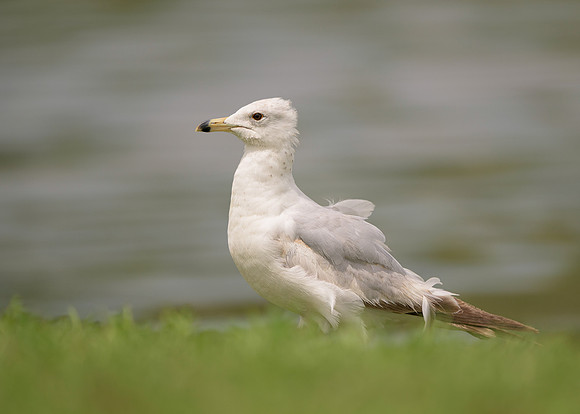 Gull