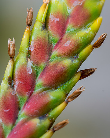 Urn Plant