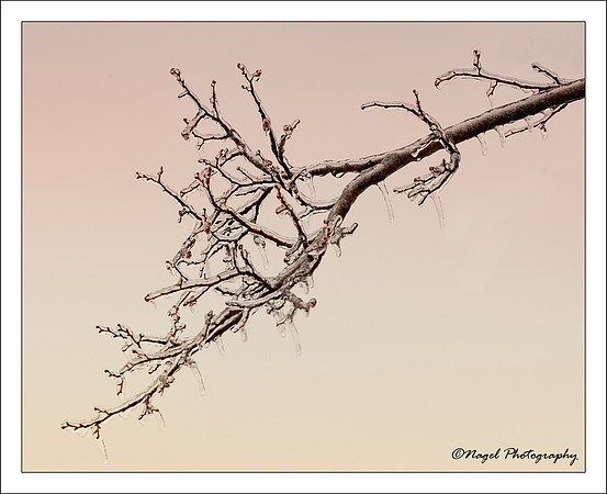 Crystal branch