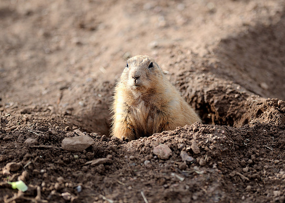 Black-tailed prairie dog