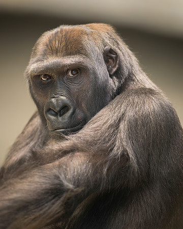 Gorilla
