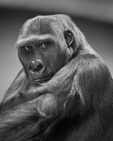 Gorilla