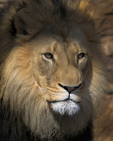 African Lion