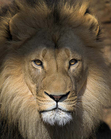 African Lion