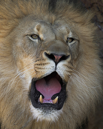 African Lion