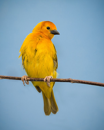 Taveta Golden Weaver
