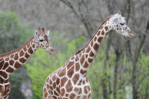 Giraffes
