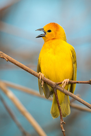 Golden Weaver
