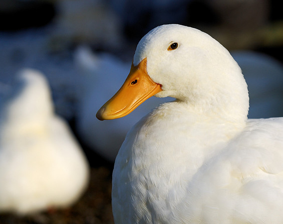 Duck