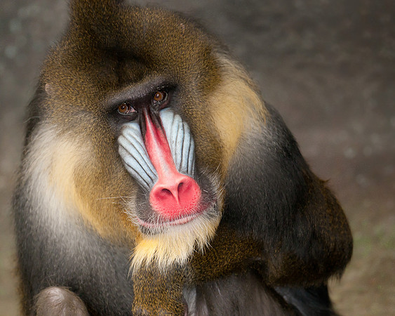 Mandrill