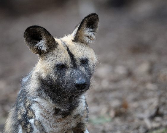 African wild dog pup