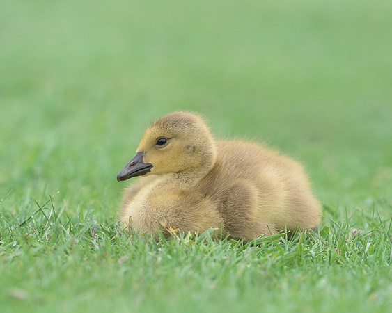 Gosling