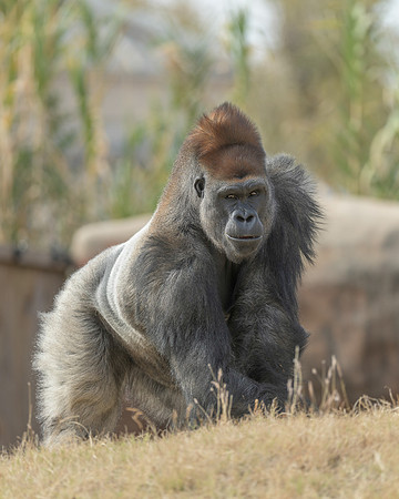 Silverback Gorilla