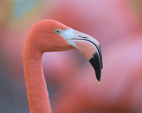 Pink Flamingo
