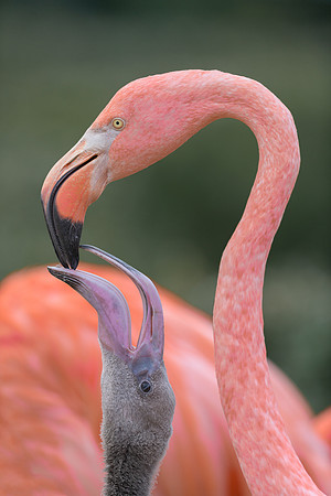 Pink Flamingos