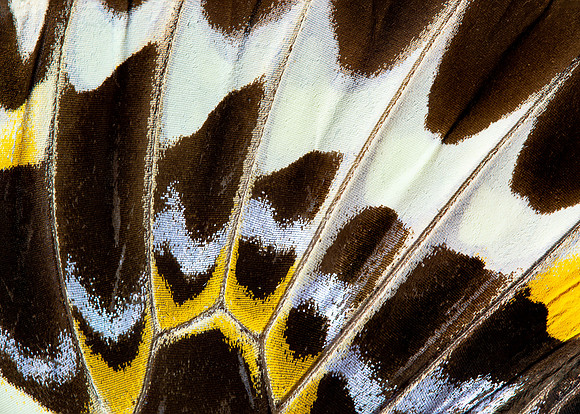 Butterfly wing